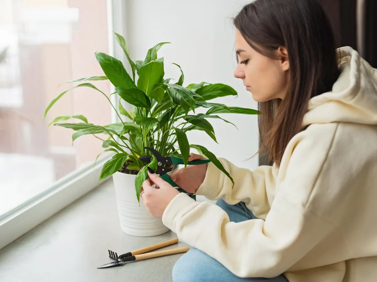 Plantă de apartament - Foto: Freepik (Imagine cu rol ilustrativ)