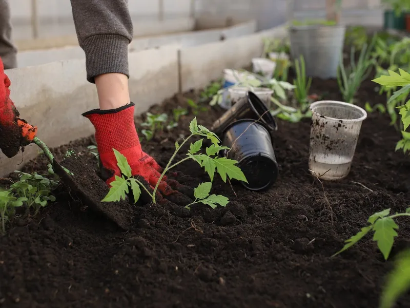 Motivul pentru care ar trebui să pui în februarie ketchup în grădină. Curăță tot din jur - Foto: Profimedia Images (imagine cu rol ilustrativ)