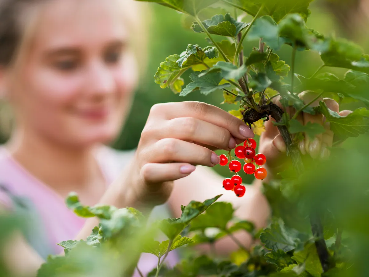 Cum să îngrijești corect agrișele în luna mai. Vei avea de două ori mai multe fructe la vară