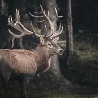 Ce este misterioasa boală care transformă cerbii în zombii? Specialiștii se tem că va ajunge la om - Foto: Pexels