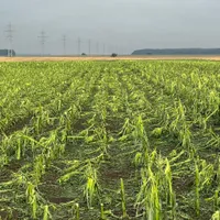 Seceta și grindina, dezastru în agricultură. Peste 40% din agricultorii asigurați au avizat daune - Foto: Agra Asigurari