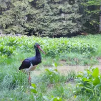 Un vizitator extrem de rar, în Parcul Natural Apuseni. Camerele au surprins o barză neagră - Foto: captură video