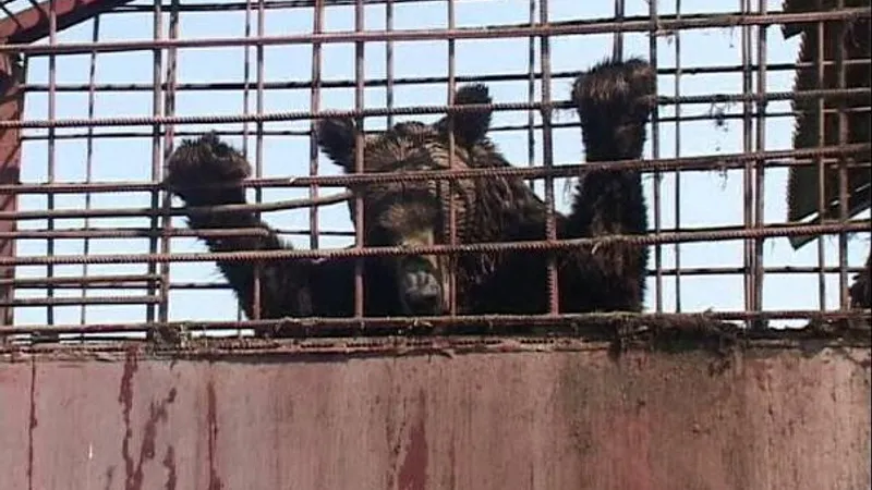 Torționarul urșilor din Arad chinuie bietele animale de 29 de ani în cuști de câțiva metri pătrați Foto: millionsoffriends.org