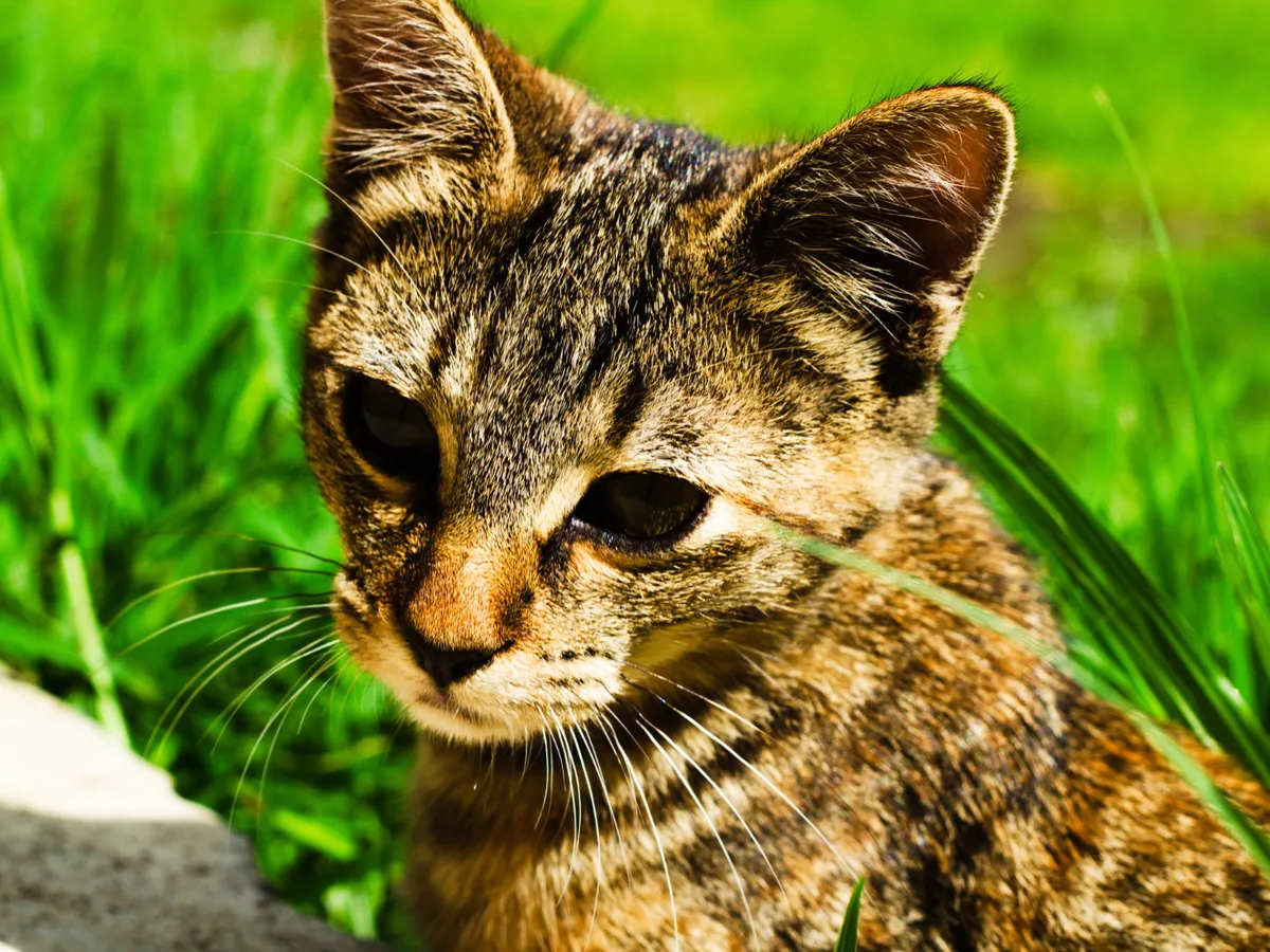 Acest animal este atât de rar încât nimeni nu știe câte dintre ele există în lume. Ce s-a descoperit?