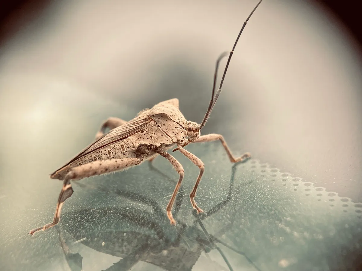 Pulverizați acest amestec ieftin pe uși și ferestre și vedeți cum insectele dispar în doar o zi!