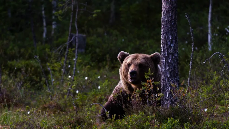Bărbat, la un pas să fie sfâșiat de urs în pădure. A scos pușca și a tras, animalul a căzut secerat - Foto: Profimedia images - Caracter ilustrativ
