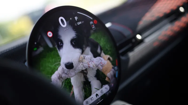 Povestea italiencei care a venit în România de 20 de ani pentru a salva animalele maltratate - Foto: Caravana MINI „Urme de Bucurie”
