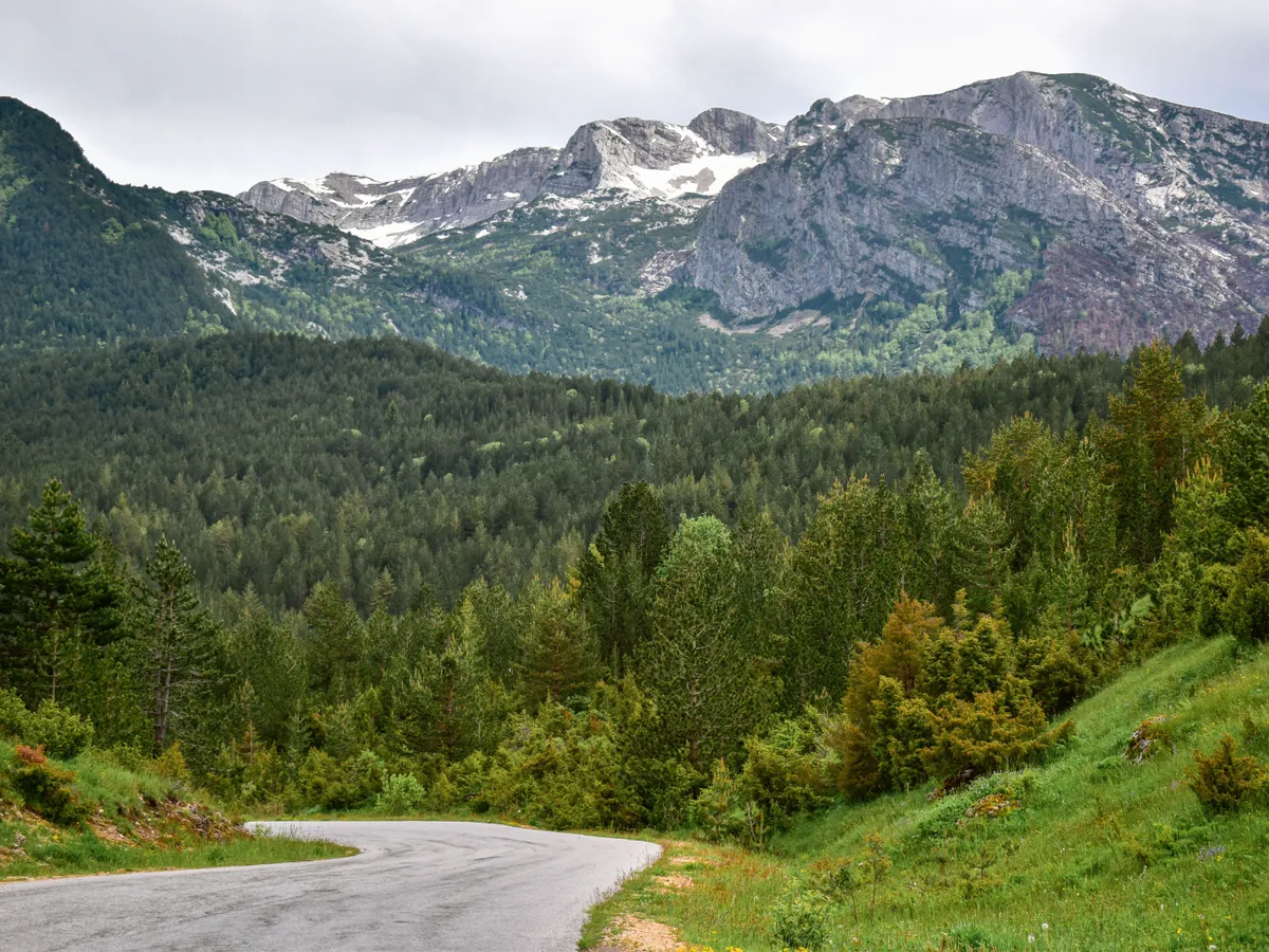 Pădure Foto: Pexels (imagine cu rol ilustrativ)