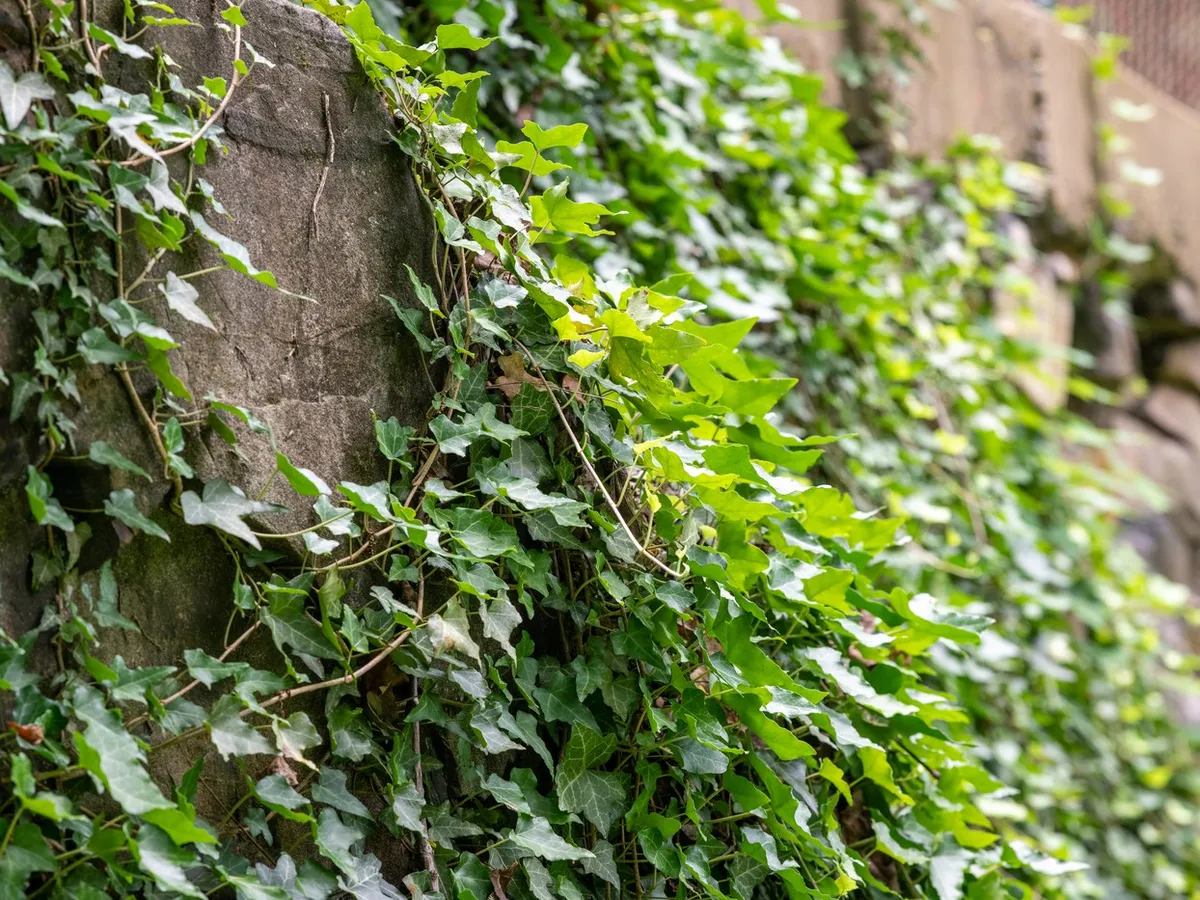 Iedera englezească - Foto: Profimedia Images (Imagine cu rol ilustrativ)