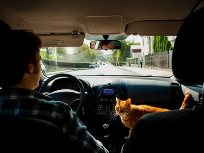 Șofer care are o pisică în mașină - Foto: Freepik (Imagine cu rol ilustrativ)