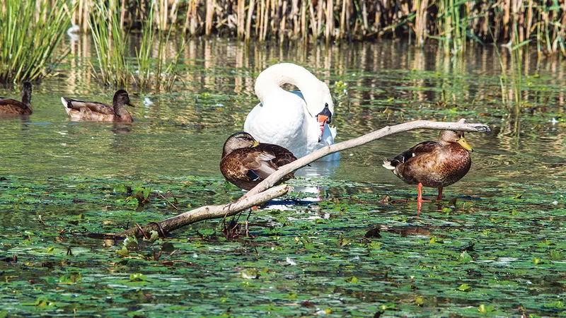 Lucrările de adaptare a Canalului Bîstroe la circulația navală comercială ar distruge părți din fauna și flora rezervației naturale unice în lume - Foto: Profimedia Images