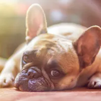 Un buldog a murit în avion, după ce a fost mutat de la clasa I, la a II-a - Foto: Pixabay - cu rol ilustrativ