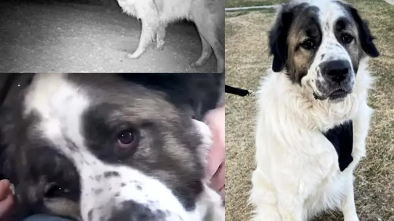 Un câine dispărut acum doi ani și-a regăsit stăpânii. Povestea impresionantă a lui Bear - Foto: Colaj people.com
