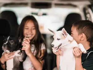 Cât de periculos este pentru un copil dacă înghite păr de câine sau pisică.  - Foto: Pexels / Art House Studio