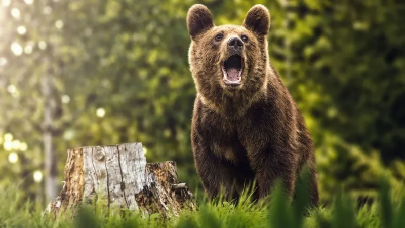 Un urs a murit, izbit în plin de o maşină. Șoferul a fost rănit  - Foto: Arhivă / imagine cu caracter ilustrativ