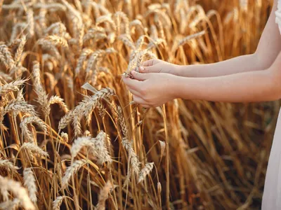 Grâu - Foto: Freepik