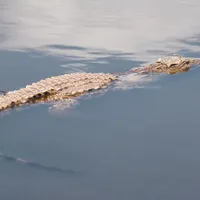 Un băiat a fost înghiţit de un crocodil/FOTO: unsplash.com