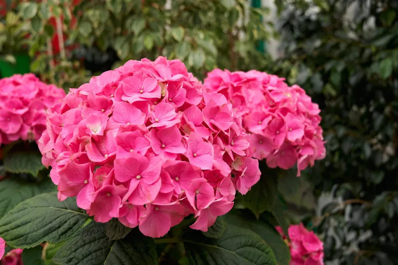 Hortensie Foto: Freepik (imagine cu rol ilustrativ)