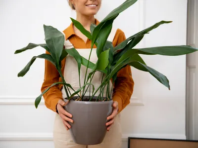 Femeie cu o plantă de apartament - Foto: Magnific.com (Imagine cu rol ilustrativ)