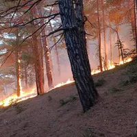 Incendiu pe coasta Mării Negre, în apropierea unui palat al lui Putin - Foto: Profimedia Images