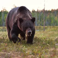 Ursul agresiv care a atacat 7 persoane în Italia și care urma să fie adus în România, împușcat - Foto: Profimedia images - Caracter ilustrativ