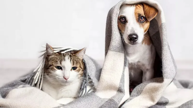 Amenzi de până la 10.000 lei pentru români care stau la bloc și au animale de companie. Motivul? - Foto: Profiemdia / imagine rol ilustrativ
