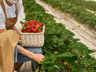 Plantațiile de căpșuni sunt puternic afectate de temperaturile scăzute din ultimele săptămâni Foto: Freepik (fotografie cu caracter ilustrativ)