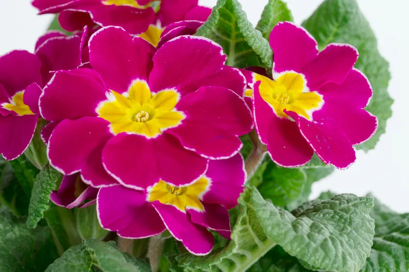 Floare Foto: Freepik (imagine cu rol ilustrativ)