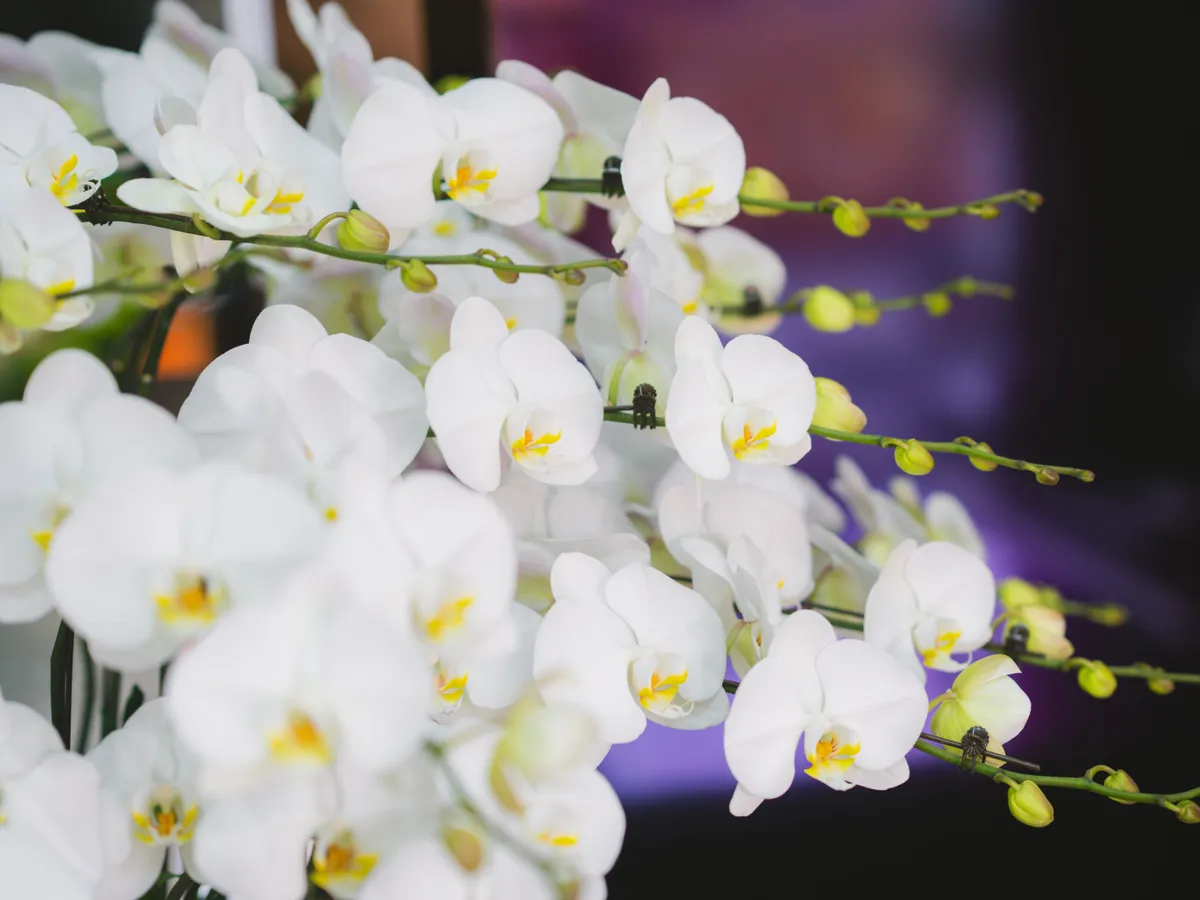 Orhidee Foto: Pexels (imagine cu rol ilustrativ)