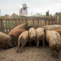 S-a mutat la țară pentru aer curat dar s-a ales cu porcii lângă gard. ”Sensibili mai sunteți unii” - Foto: Freepik.com (rol ilustrativ)