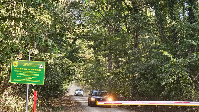 Drumul forestier din Pădurea Băneasa - Foto: Platforma Civică Împreună pentru Centura Verde