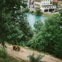 Urs observat în împrejurimea unei localități din România - Foto: Pexels (imagine cu caracter ilustrativ)