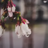 VREMEA Primăvara bate mai devreme la ușă decât de ne așteptam! Temperaturi de 15 grade în curând Foto: Pexels (fotografie cu caracter ilustrativ)