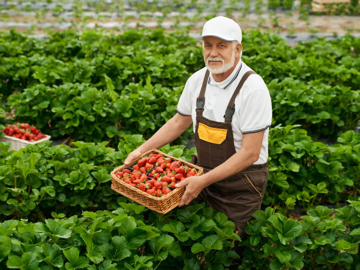 Căpșuni - Foto: Freepik (rol ilustrativ)