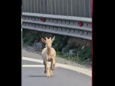 Doar în România se poate întâmpla! Pericol de moarte, o turmă de capre a blocat autostrada - Foto: captură video