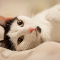 O pisică a murit după ce a mâncat mâncare pentru animale infestată cu gripa aviară Foto: Freepik (fotografie cu caracter ilustrativ)