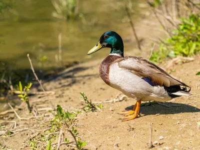 Rața Foto: Freepik (imagine cu rol ilustrativ)