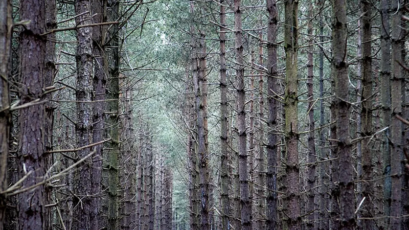Traseul OZN din Pădurea Rendlesham - Suffolk, Anglia