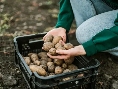 Unde trebuie să depozitați cartofii pentru a nu se strica în bucătărie? Pot rămâne proaspeți câteva luni - Foto: Freepik (Imagine cu rol ilustrativ)