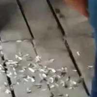 Adolescenţii mâncau seminţe, în parc. Au fost amendaţi şi apoi puşi să măture cojile de pe jos - Foto: captură video Digi24 - imagine cu caracter ilustrativ