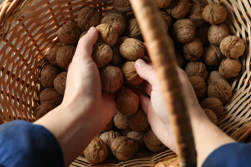 Nuci - Foto: Freepik (rol ilustrativ)