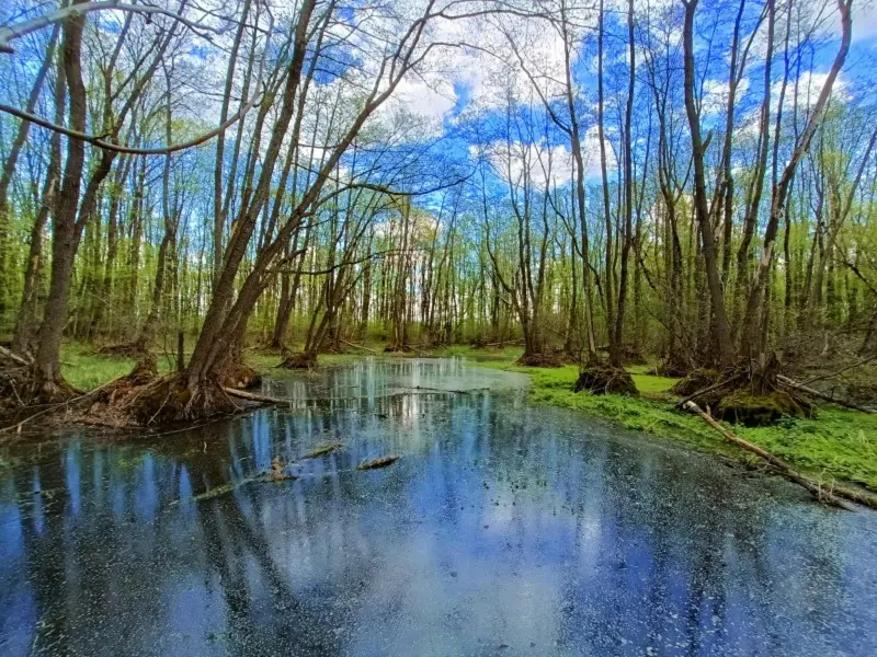 A fost descoperită o pădure misterioasă în România. Zona este arie protejată și puțini știu de ea Foto: Facebook / Cocotoni Hai-hui Ionuț Haidău