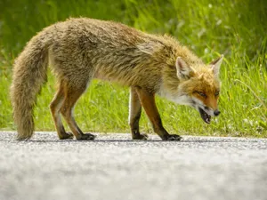 Autoritățile au trimis în urmă cu puțin timp un RO-ALERT. Nou focar de rabie într-un județ din țară - Foto: Descopera,ro / imagine rol ilustrativ