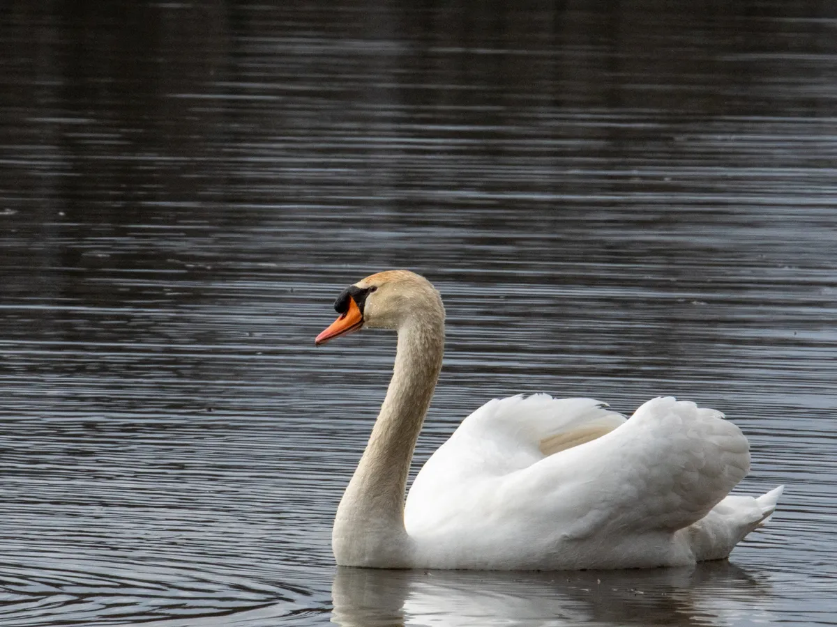 Lebădă - Foto: Freepik (rol ilustrativ)