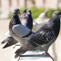 Trucul simplu prin care poți ține porumbeii departe de fereastra ta. Costă puțin și e eficient Foto: Freepik (fotografie cu caracter ilustrativ)