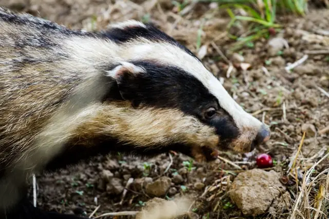 Jandarmii au fost chemaţi să alunge un bursuc dintr-o gospodărie/FOTO: unsplash.com