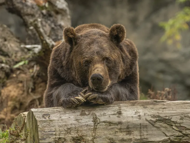 Un urs s-a apropiat de o cabană din Neamț. Două persoane s-au ascuns într-o clădire abandonată Foto: Freepik (fotografie cu caracter ilustrativ)