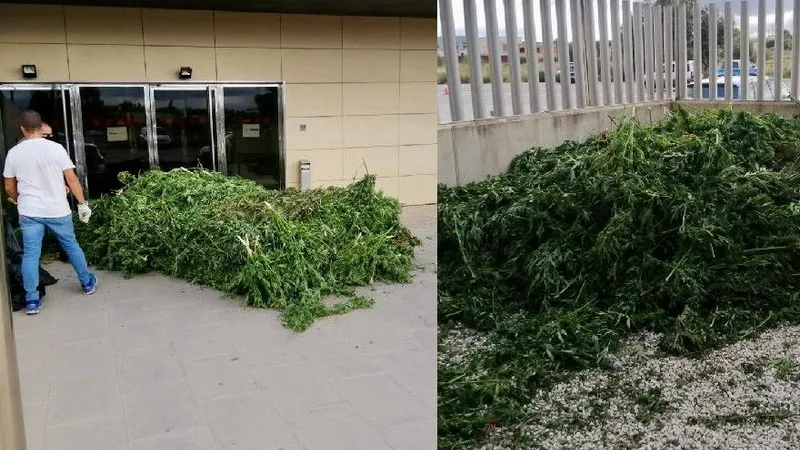 3.000 de plate de cannabis, aruncate în fața secției. Polițiștii, supărați că au făcut pe grădinarii. / Foto: lindependant.fr