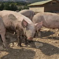 Porci - Foto: Pexels