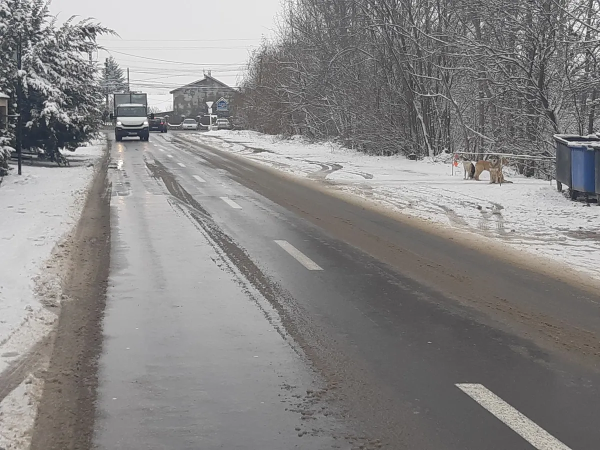 Câinii pândesc trecătorii